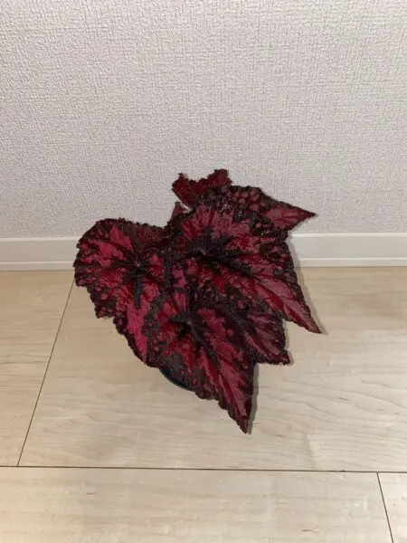 レックスベゴニア