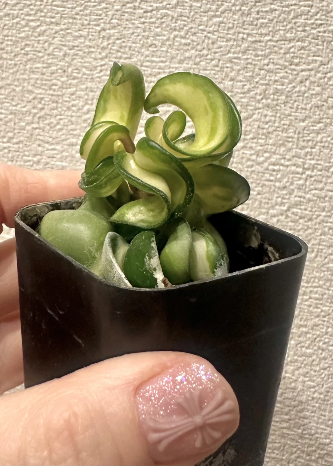 ホヤ カルノーサ コンパクタ バリエガータ