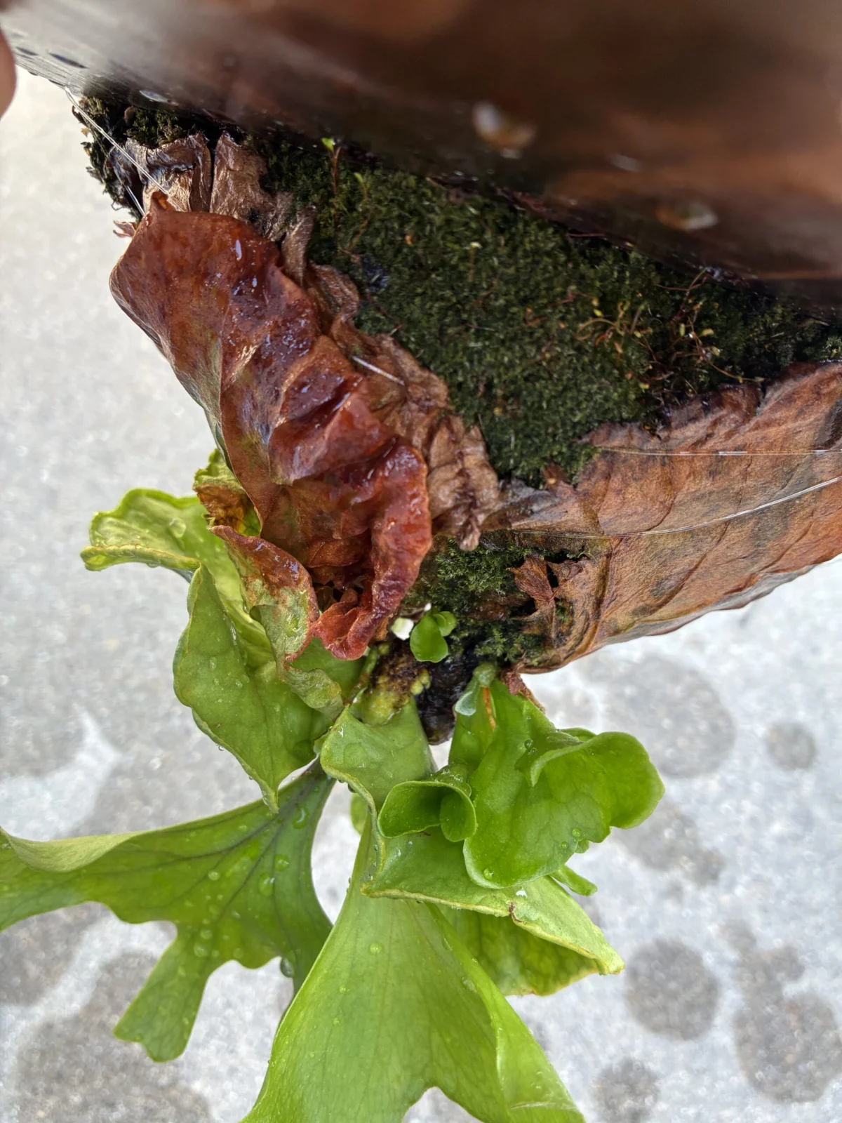 ビカクシダ　リドレイ　成長点多数