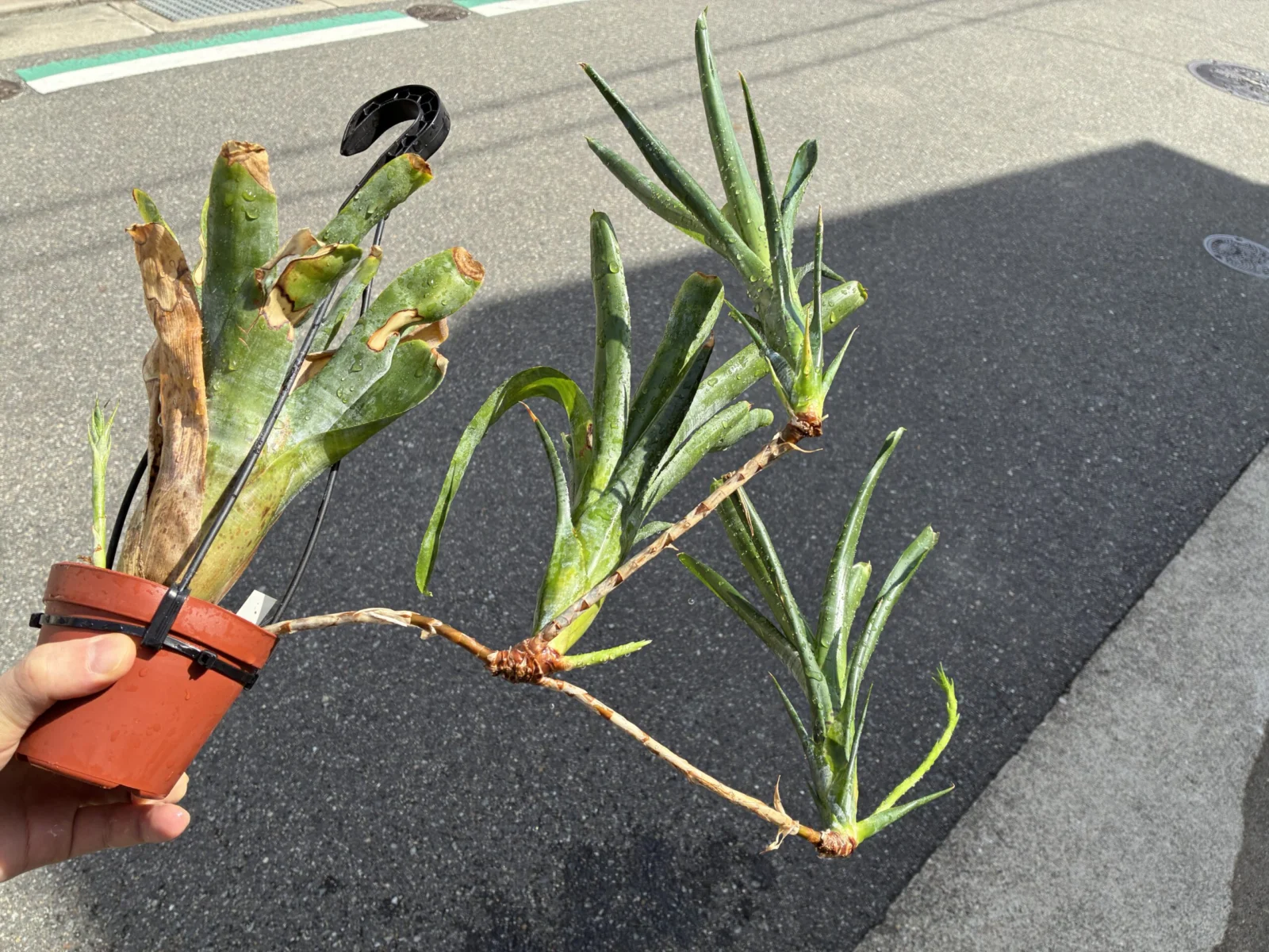 パウシフローラ　ジャイアントフォーム