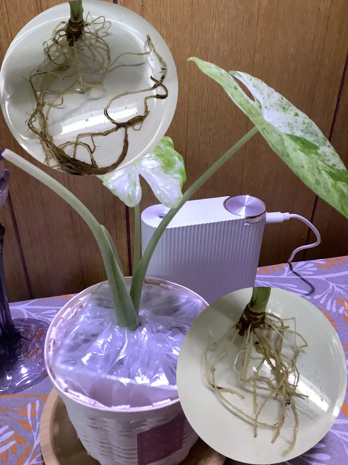 アロカシア　オドラ　バリエガータ　バティック　散り斑クワズイモ