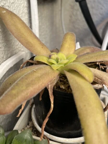 食虫植物　ピンギキュラ　アフロディーテ