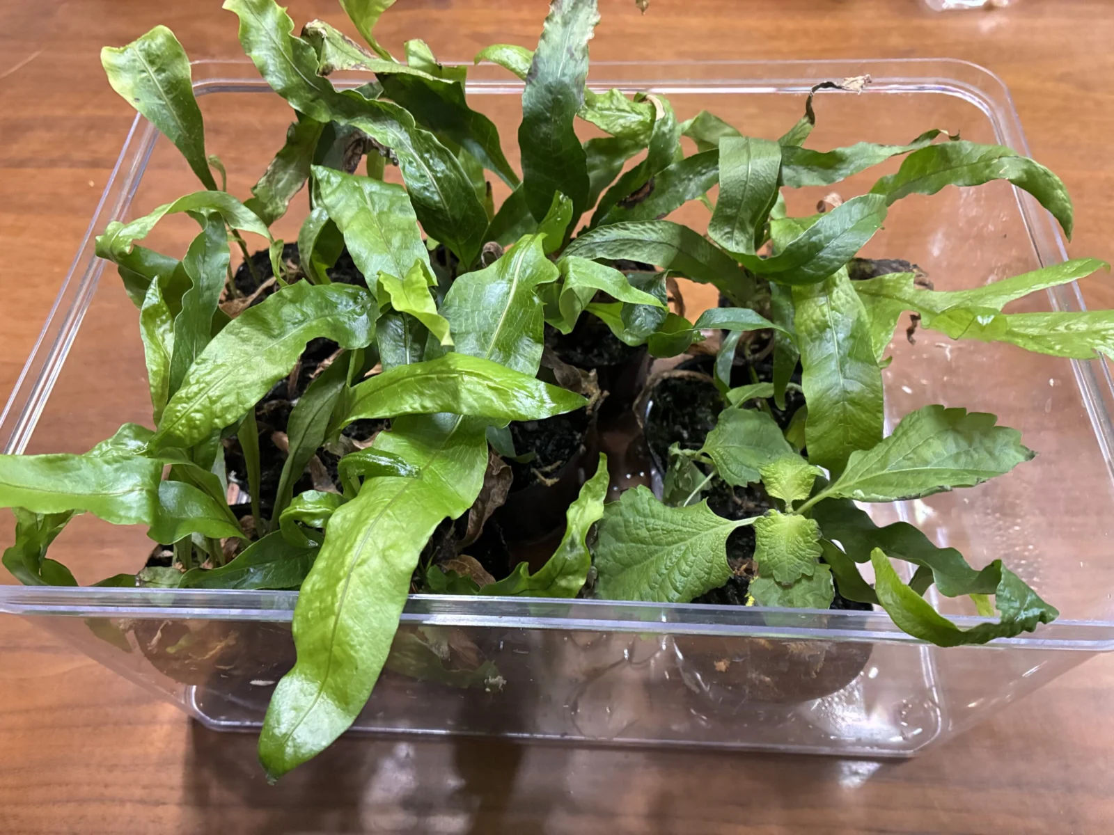 ドリナリア　クエルシフォリア　とシソ