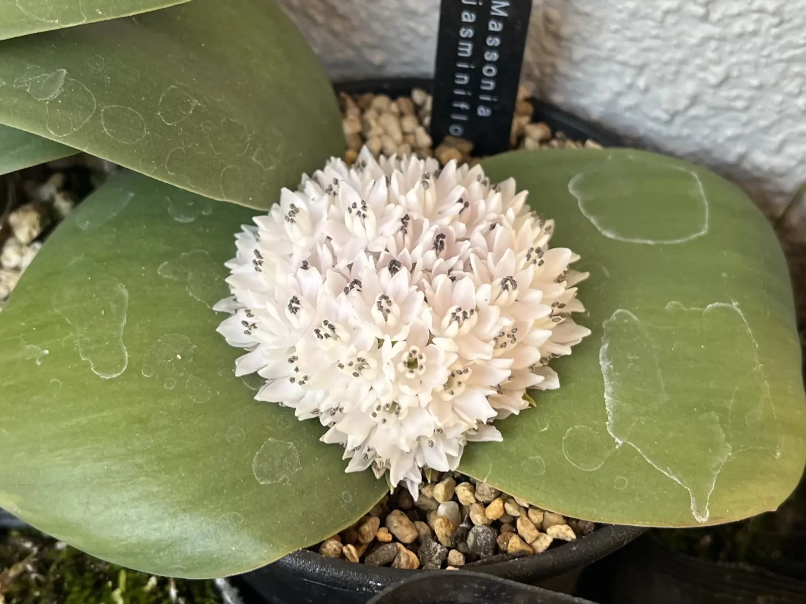 ケープバルブ マッソニア ジャスミニフロラ ジャスミニフローラ 花