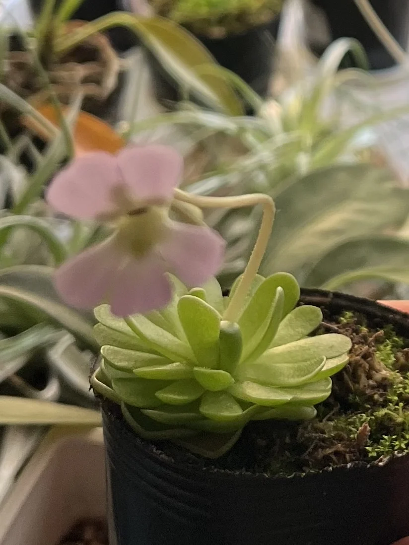 食虫植物　ピンギキュラ　エセリアナ　花　ヒメアシナガムシトリスミレ　ムシトリスミレ