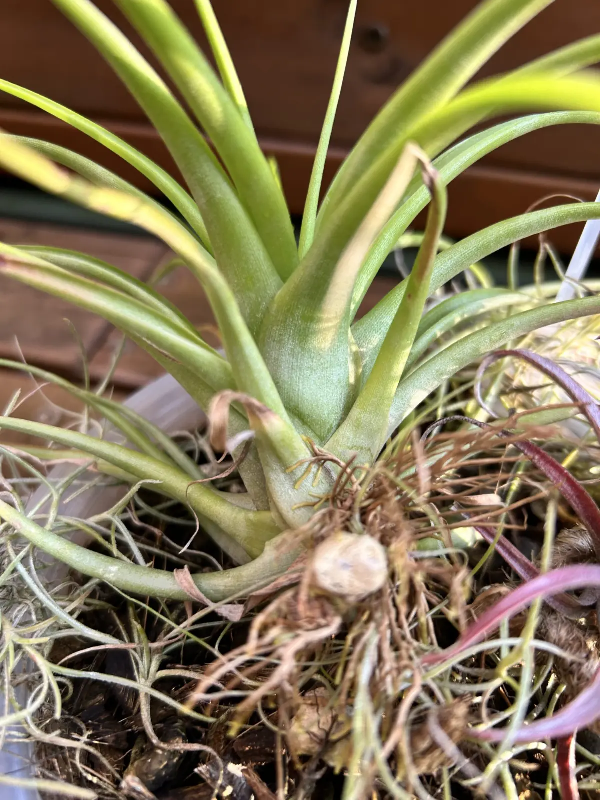 ティランジア　品種忘れました。自分に着生