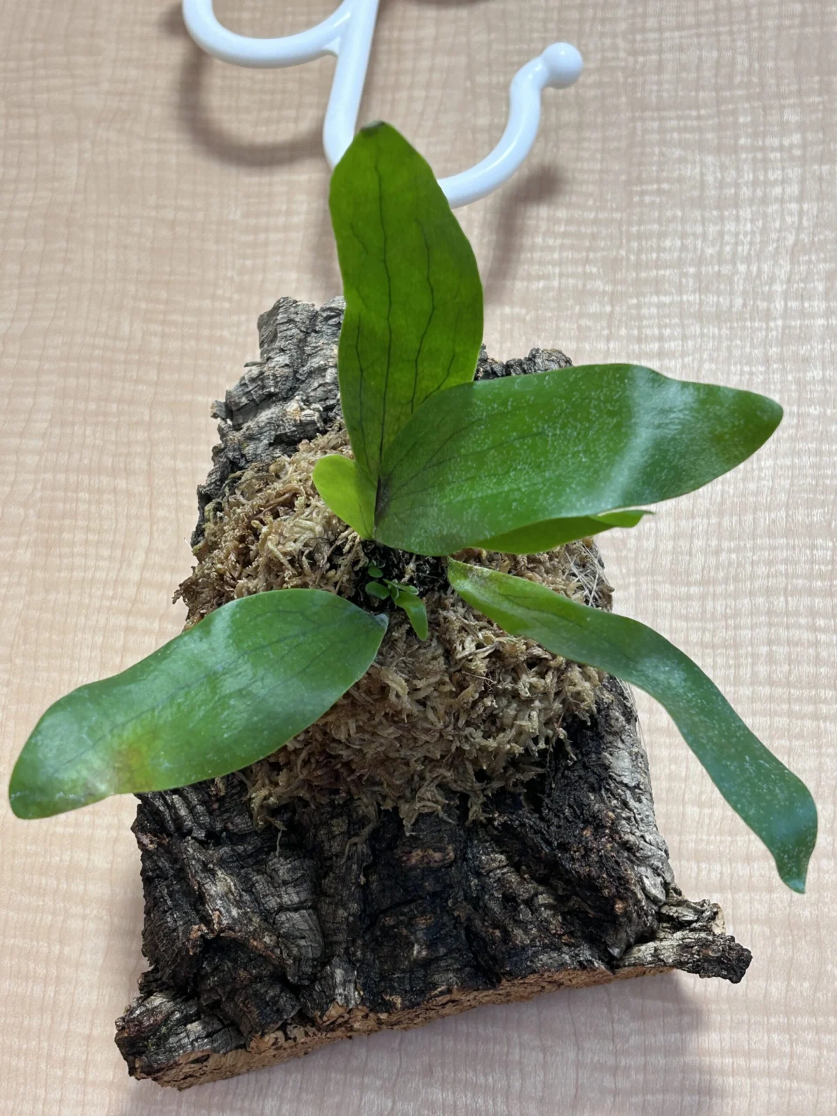 ビカクシダ コモチ ②