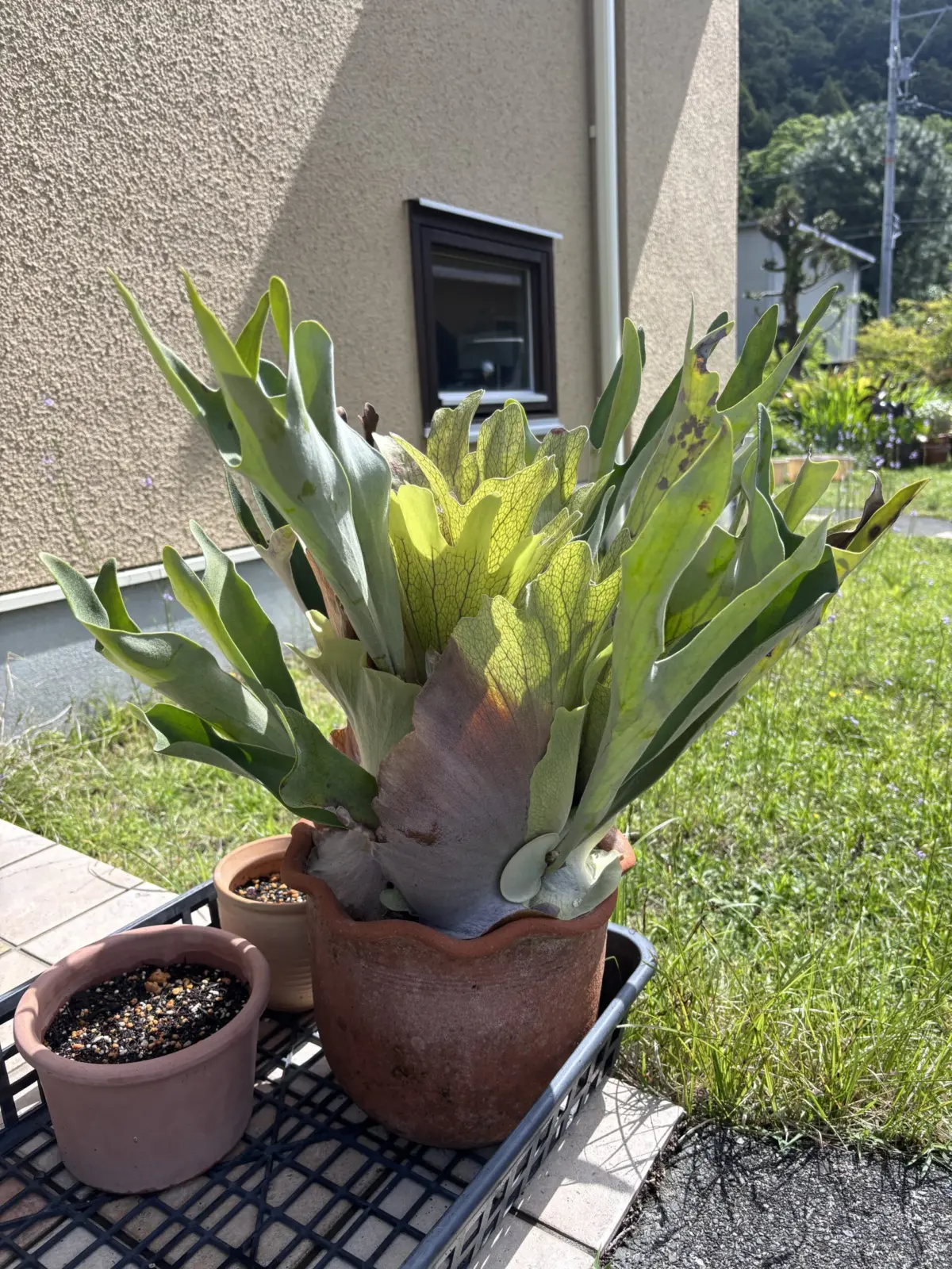 ビカクシダ　札おち