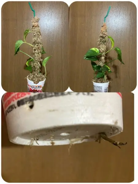 ポトス ダサい その後 ①