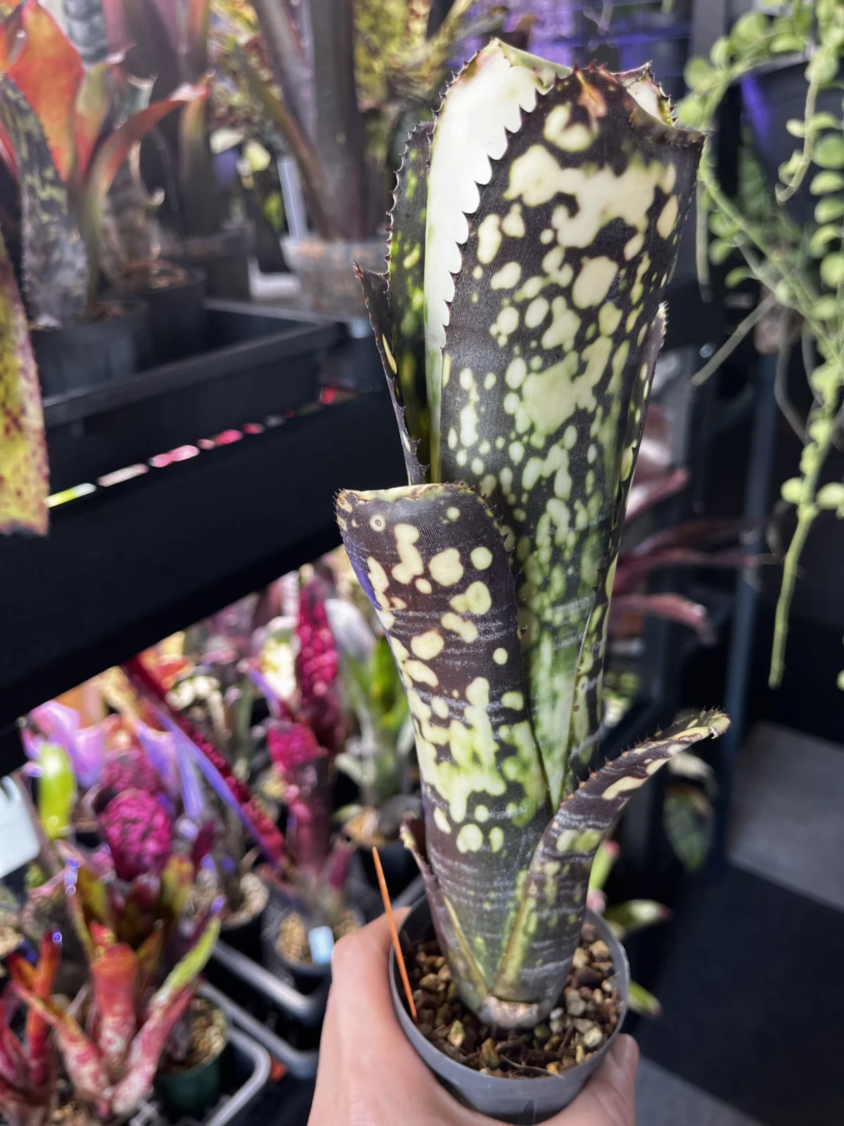 ビルベルギア ミッドナイトサン