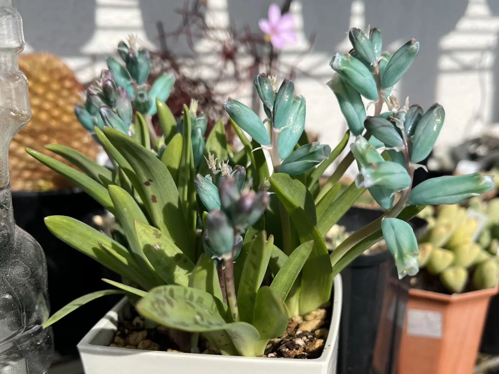 球根植物 ラケナリア ヴィリディフローラ 花