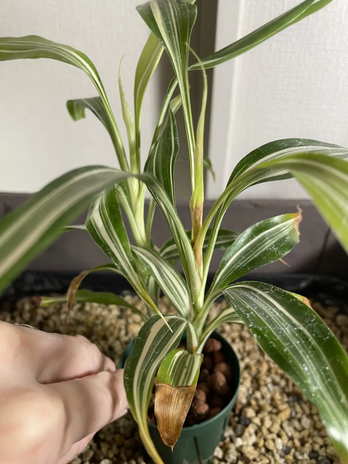 穴あきハイドロのサンデリアーナ