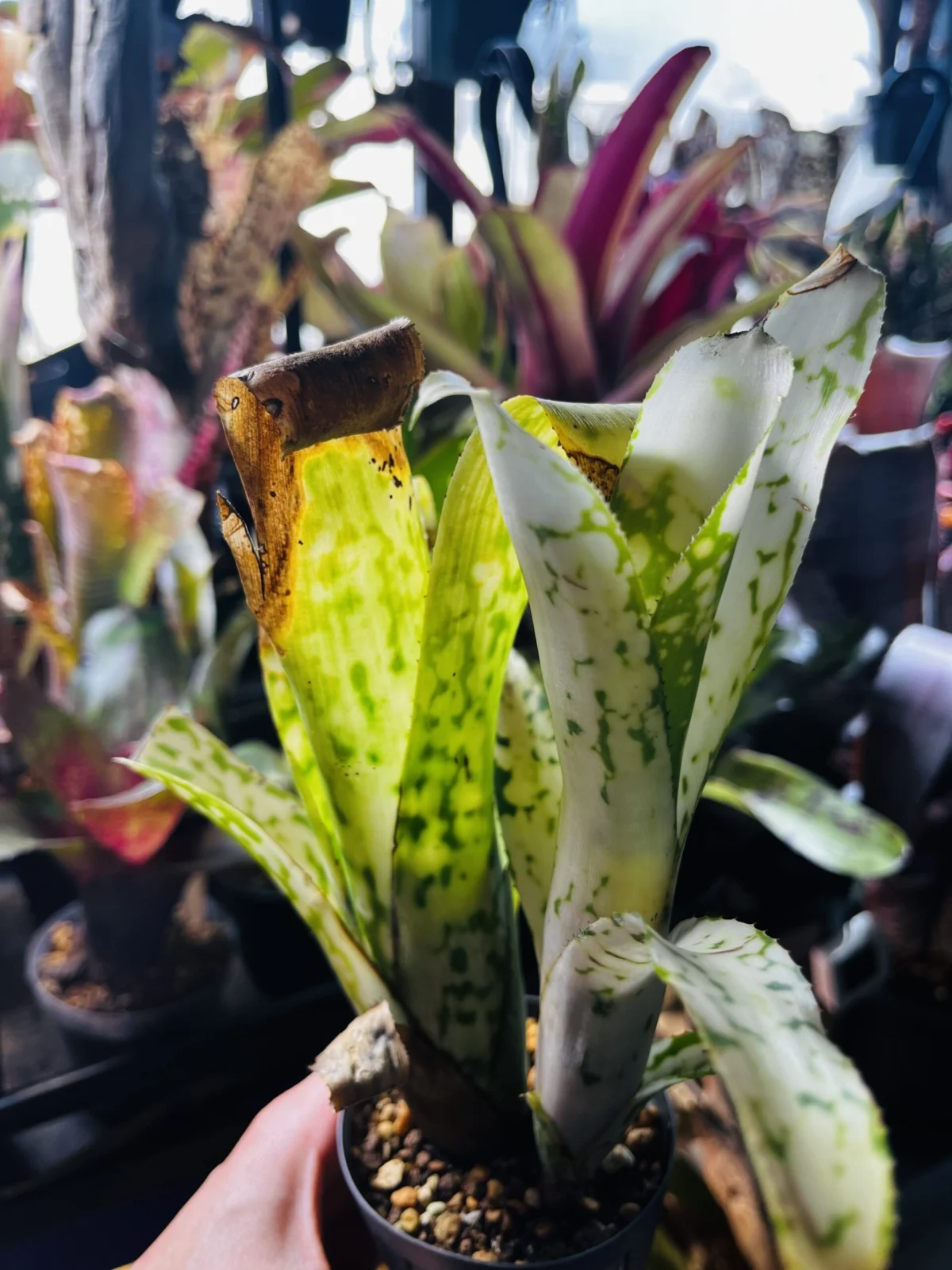 ビルベルギア　ヒュンメルズファンタジア