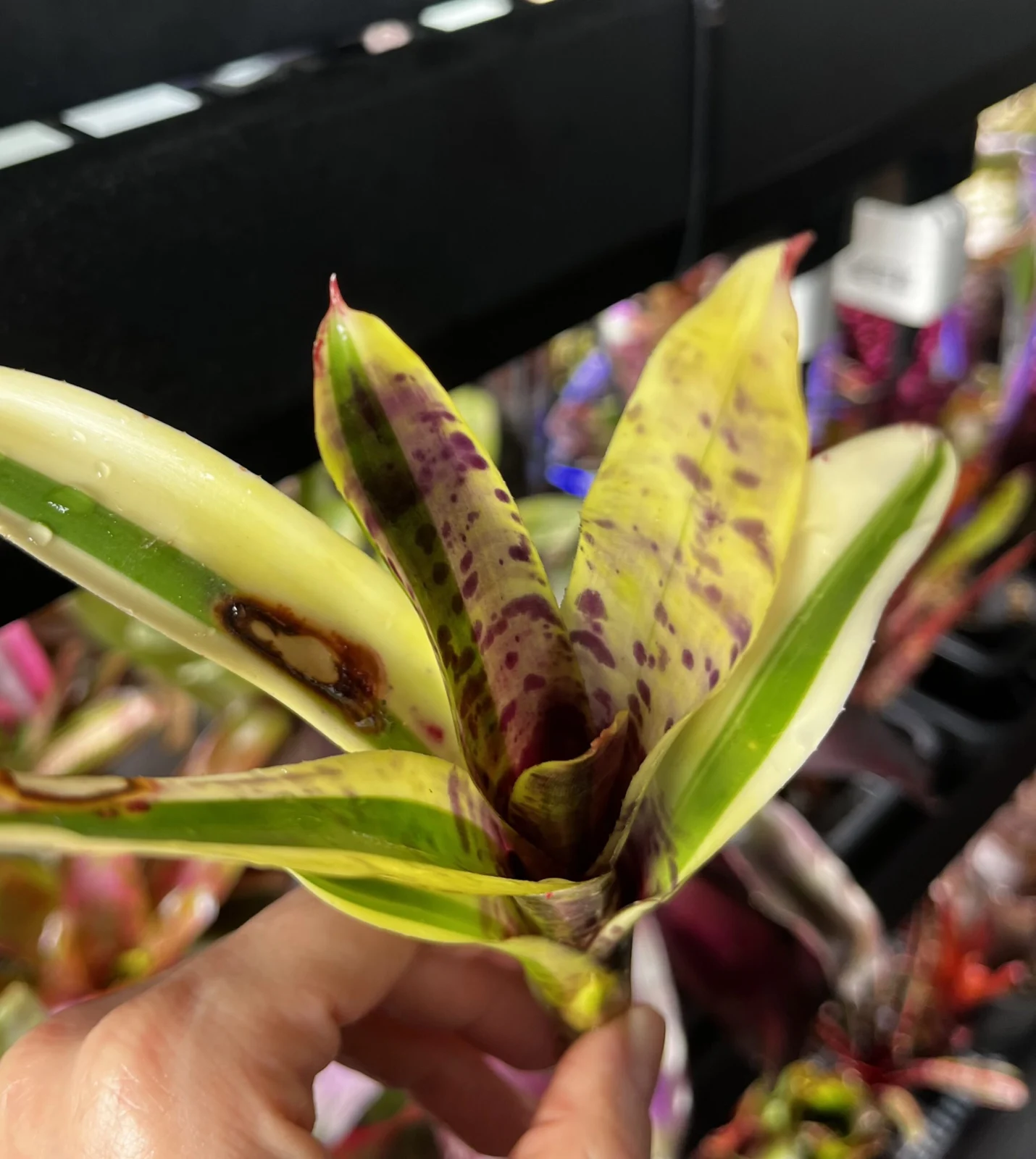 ネオレゲリア ブルーベリーヨーグルト 子株