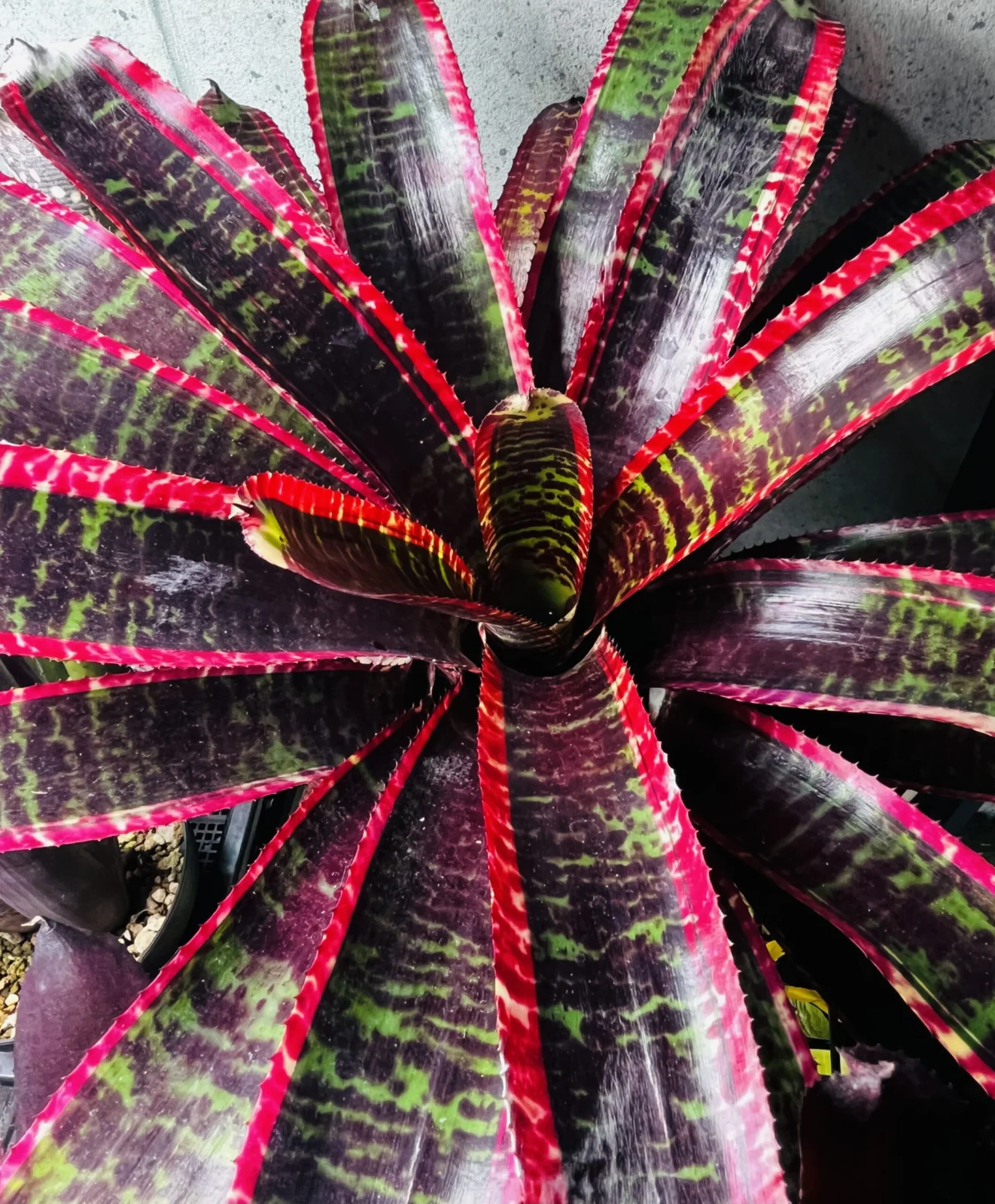 ネオレゲリア　ルシファー