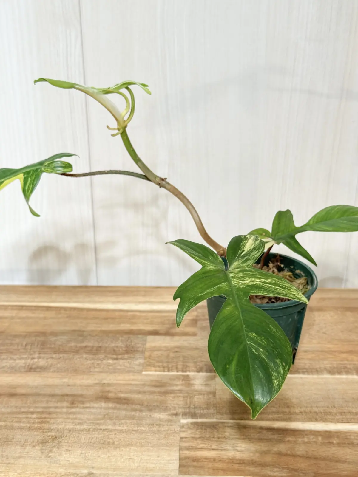 フィロデンドロン　フロリダビューティー