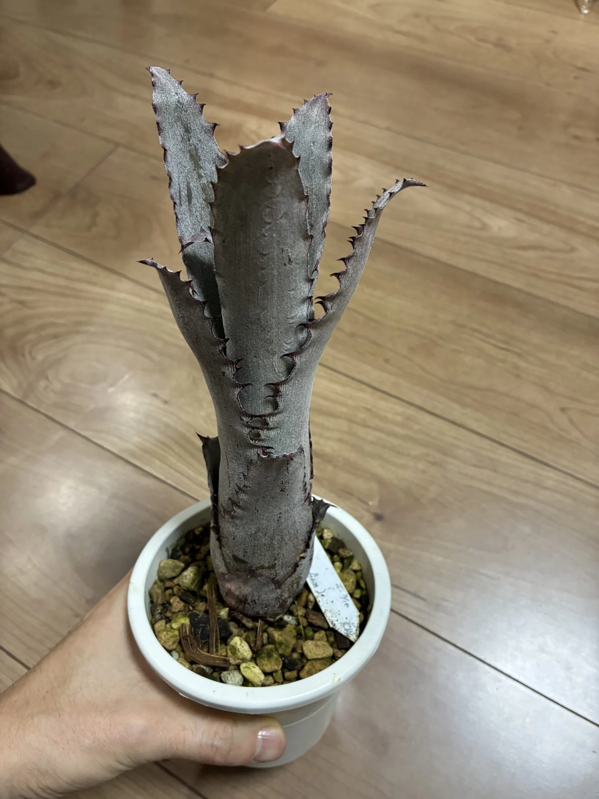 ホヘンベルギア　sp.357 × レオポルドホレスティ　ブラックフォーム