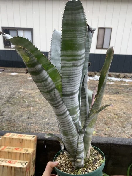ビルベルギア　スキーピースリー
