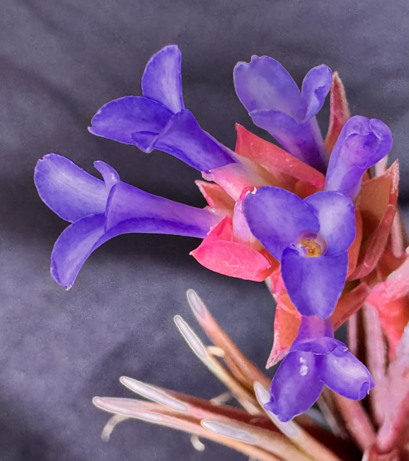 ネグレクタ　ルブラ　花