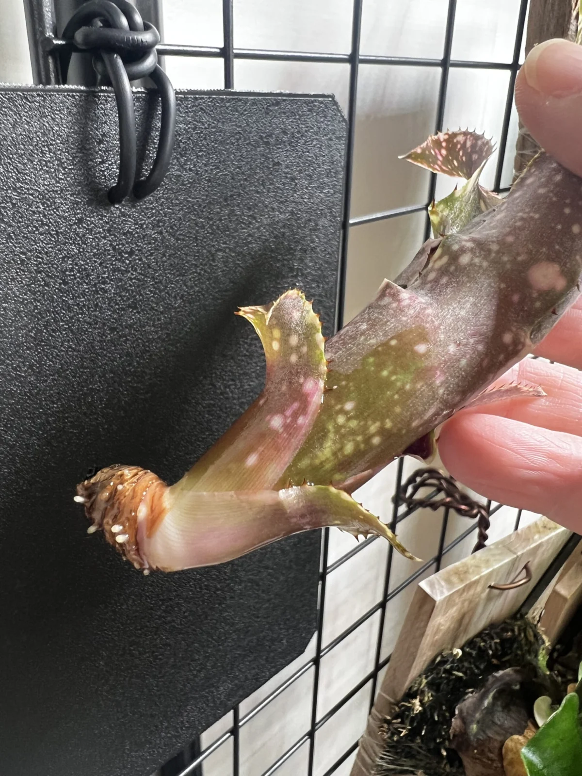 ビルベルギア　フラアウワナ　チャレンジ