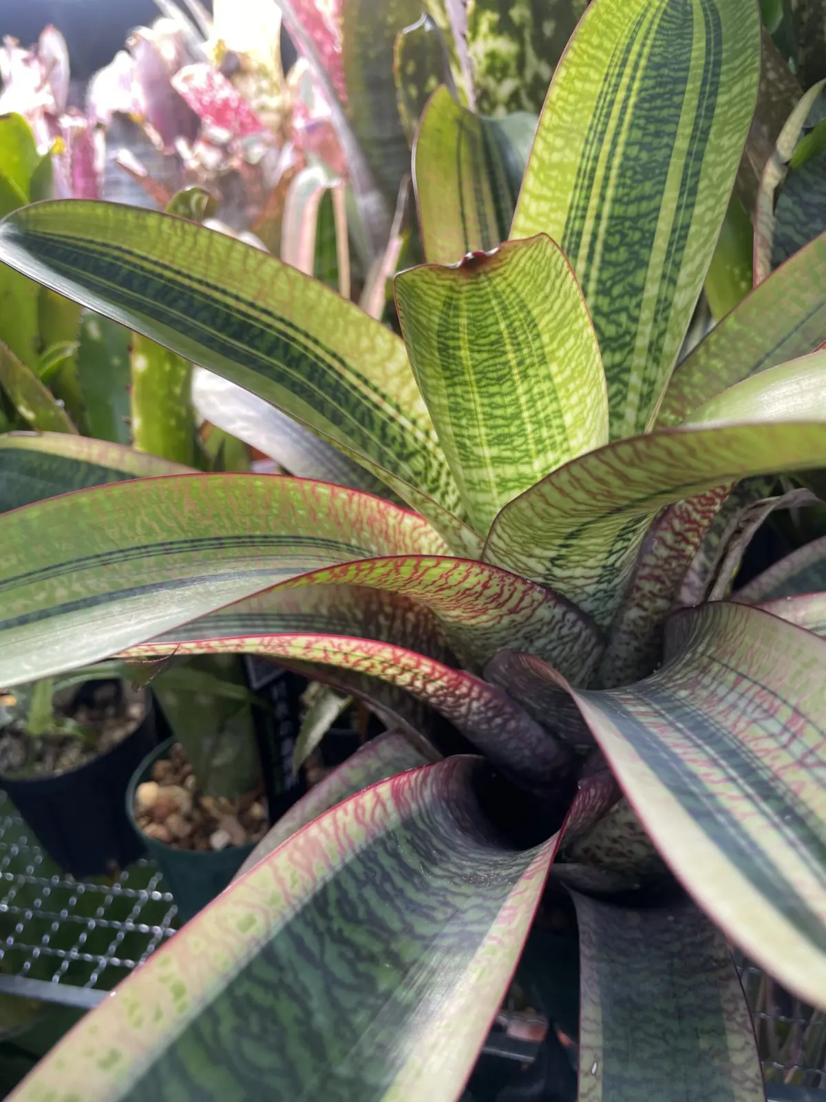 フリーセア　チューリップ