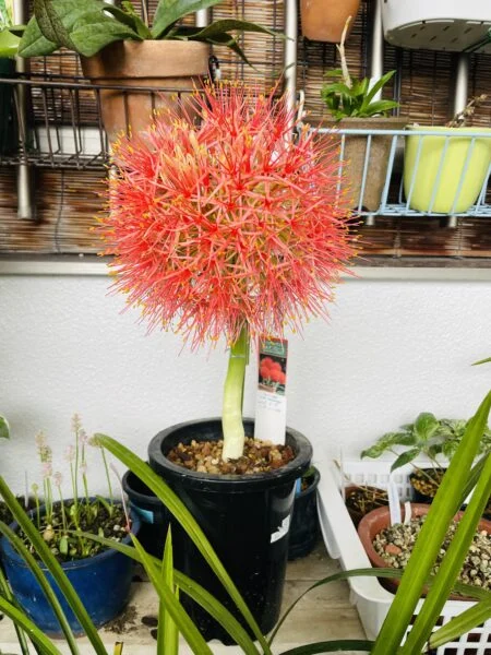 ハエマンサス ムルチフローラ 開花
