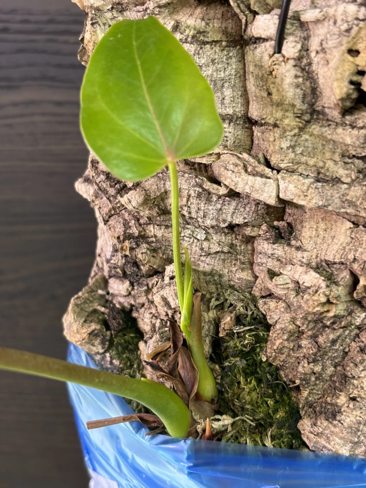 アンスリウム　アンドレアナム　着生