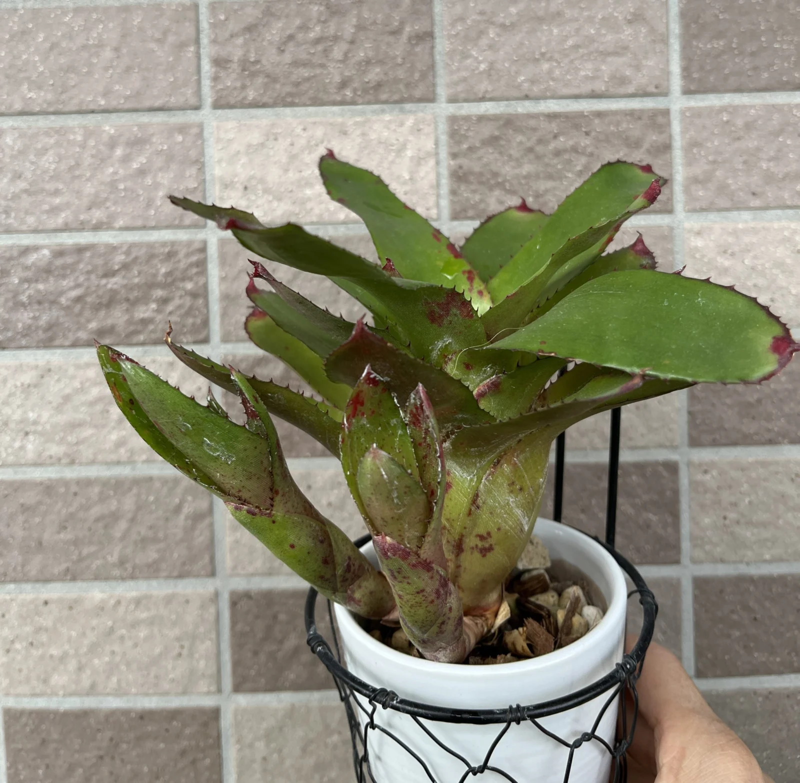 ネオレゲリア オーロラ