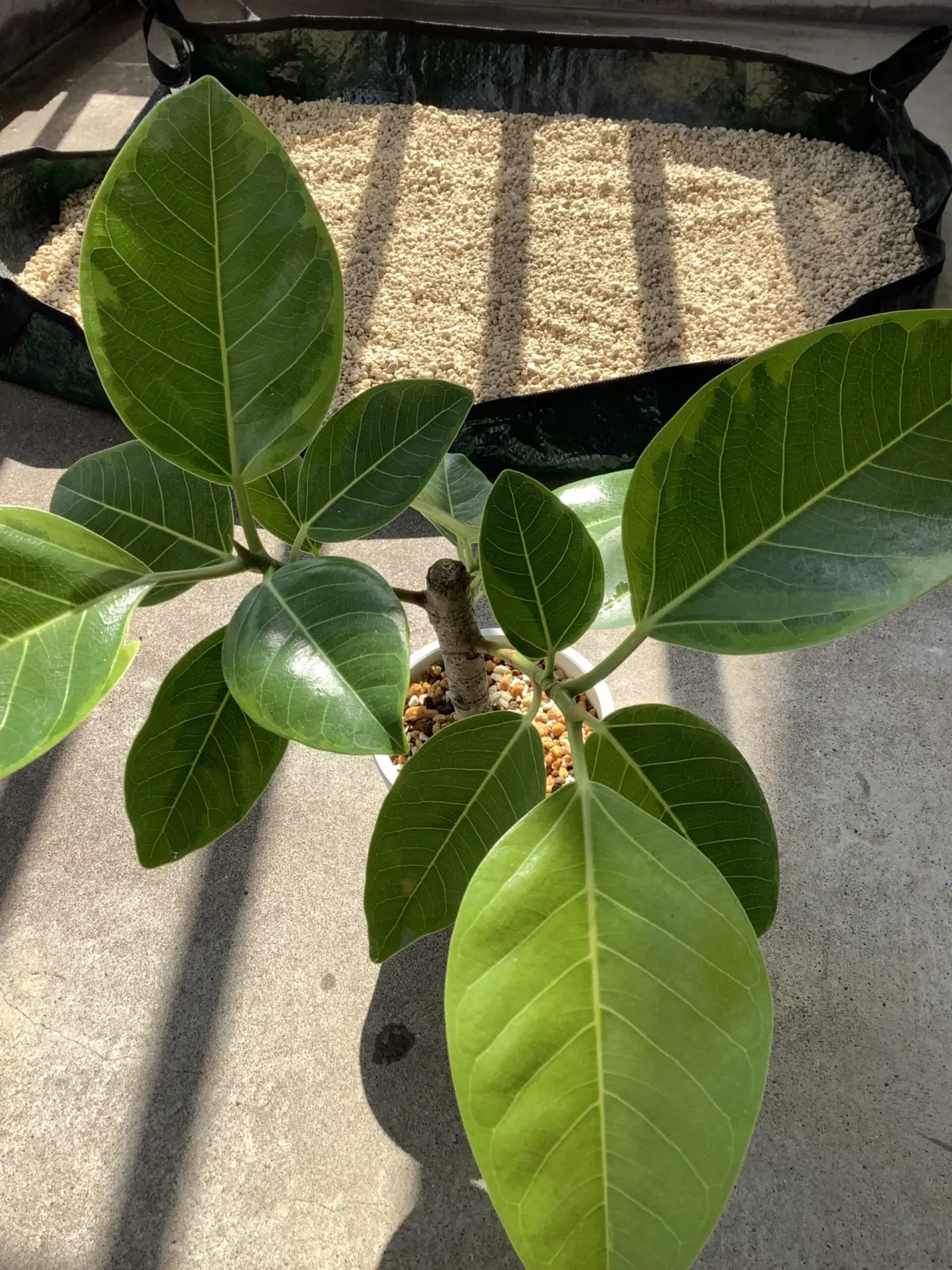 フィカス　アルテシーマ