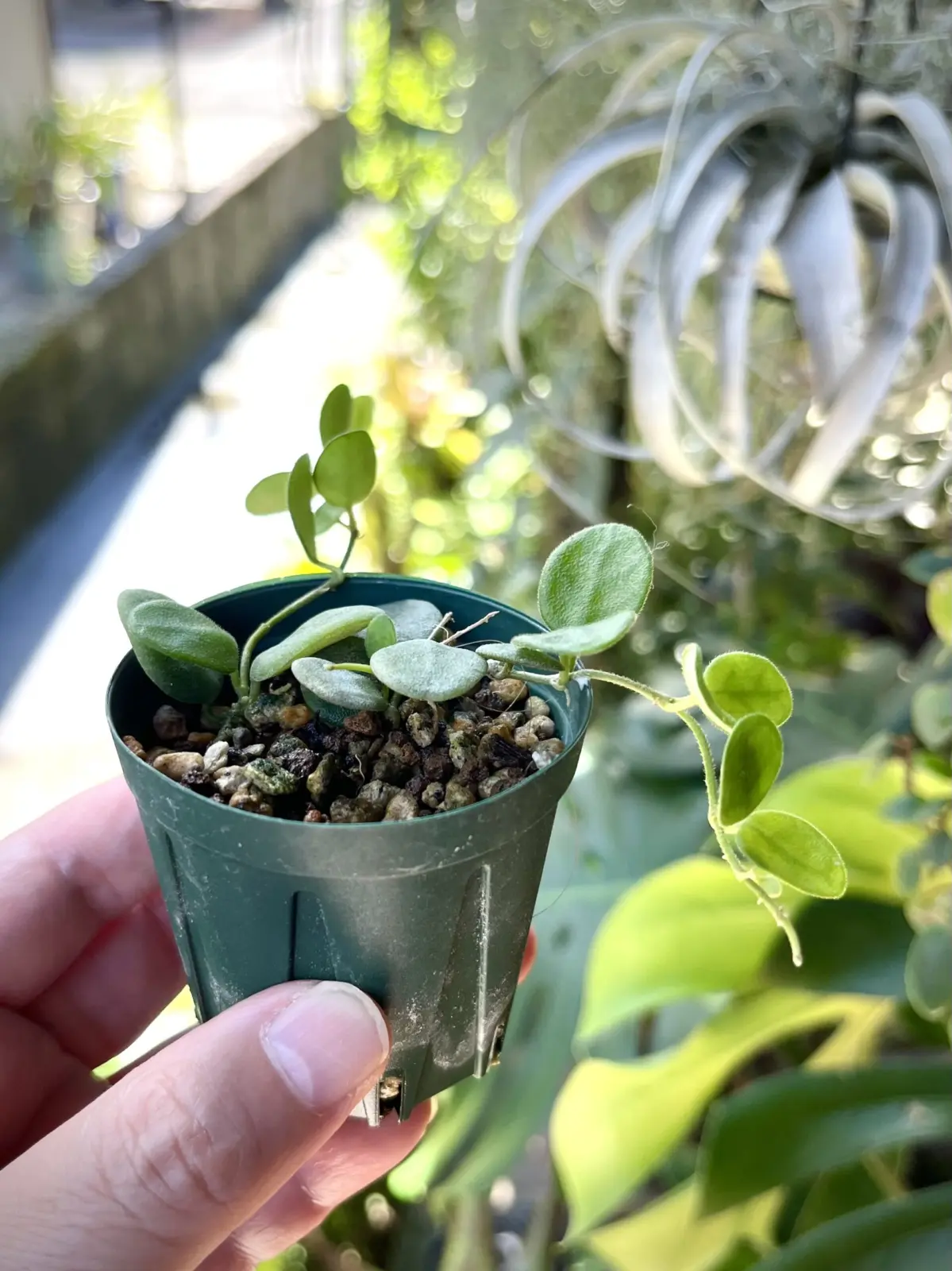 ホヤ　セルペンス