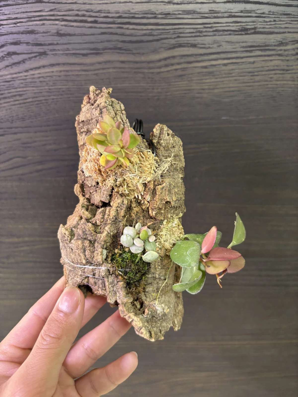 ディスキディア　着生