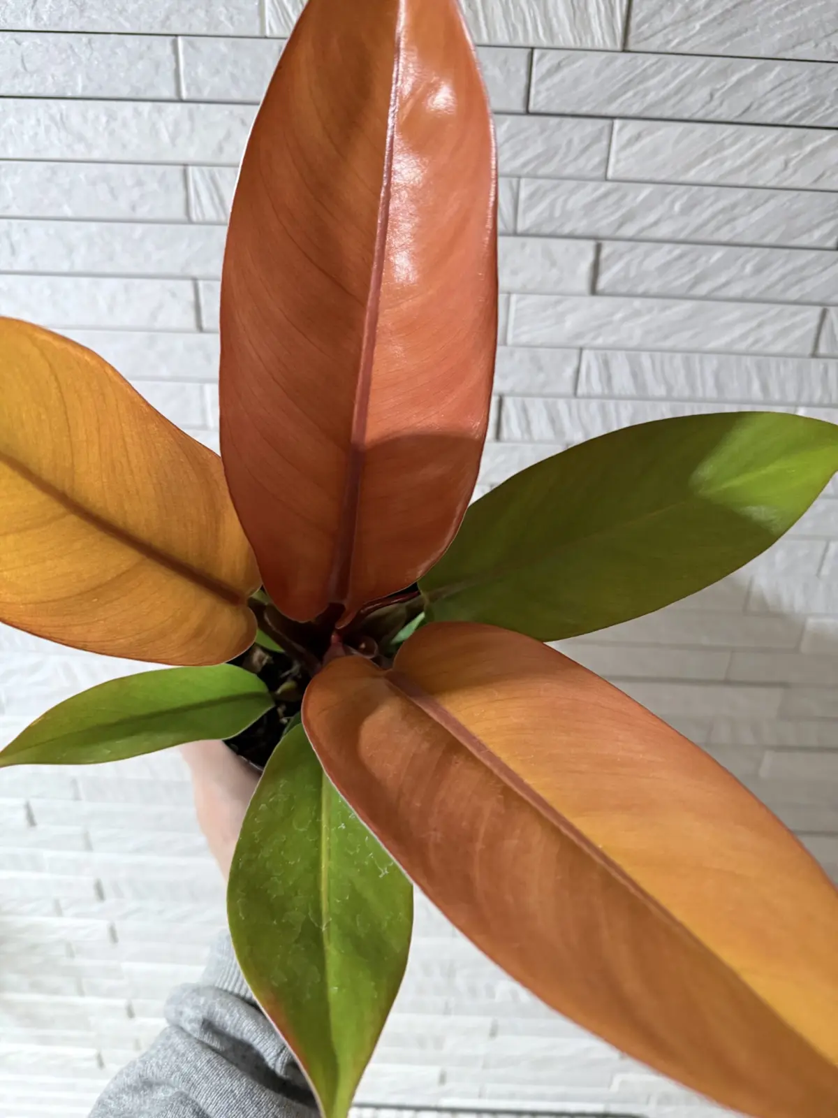 フィロデンドロン苦手　プリンスオブオレンジ　