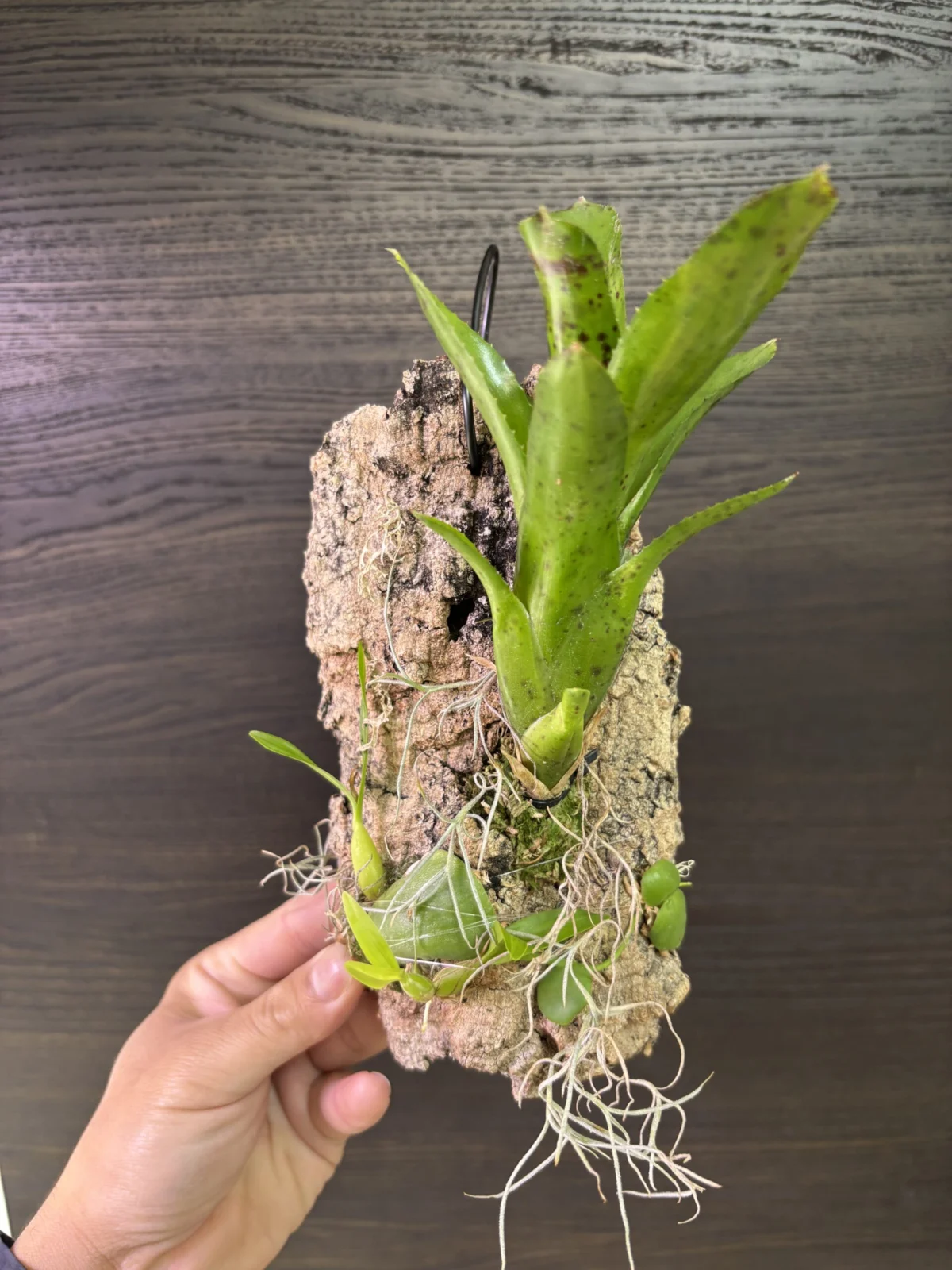 ネオレゲリア　パウシフローラ　着生