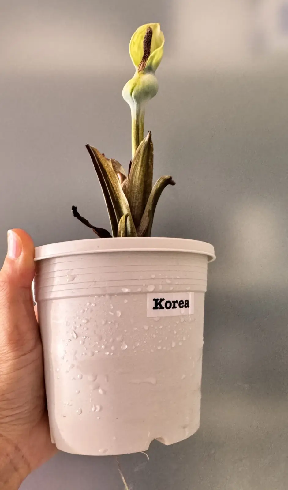 カラジウム　新葉出ずに花芽