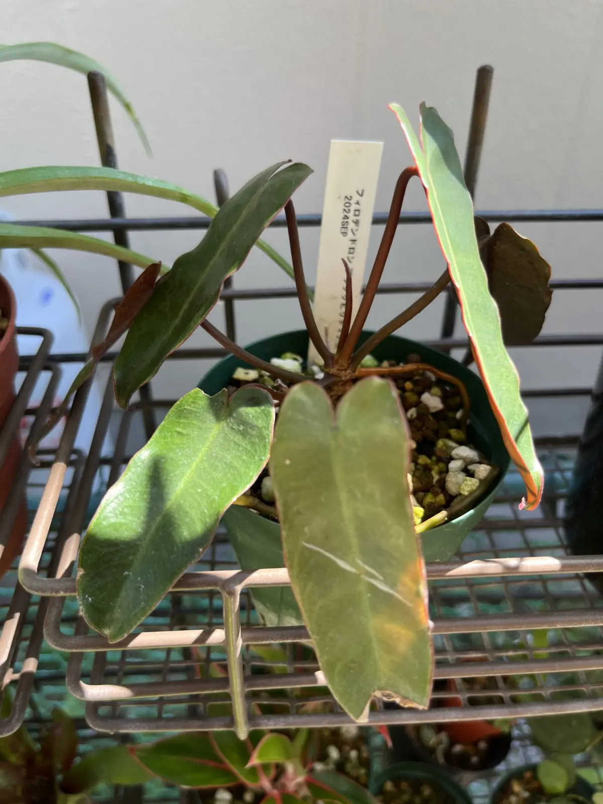 フィロデンドロン　ブラックビリティアエ