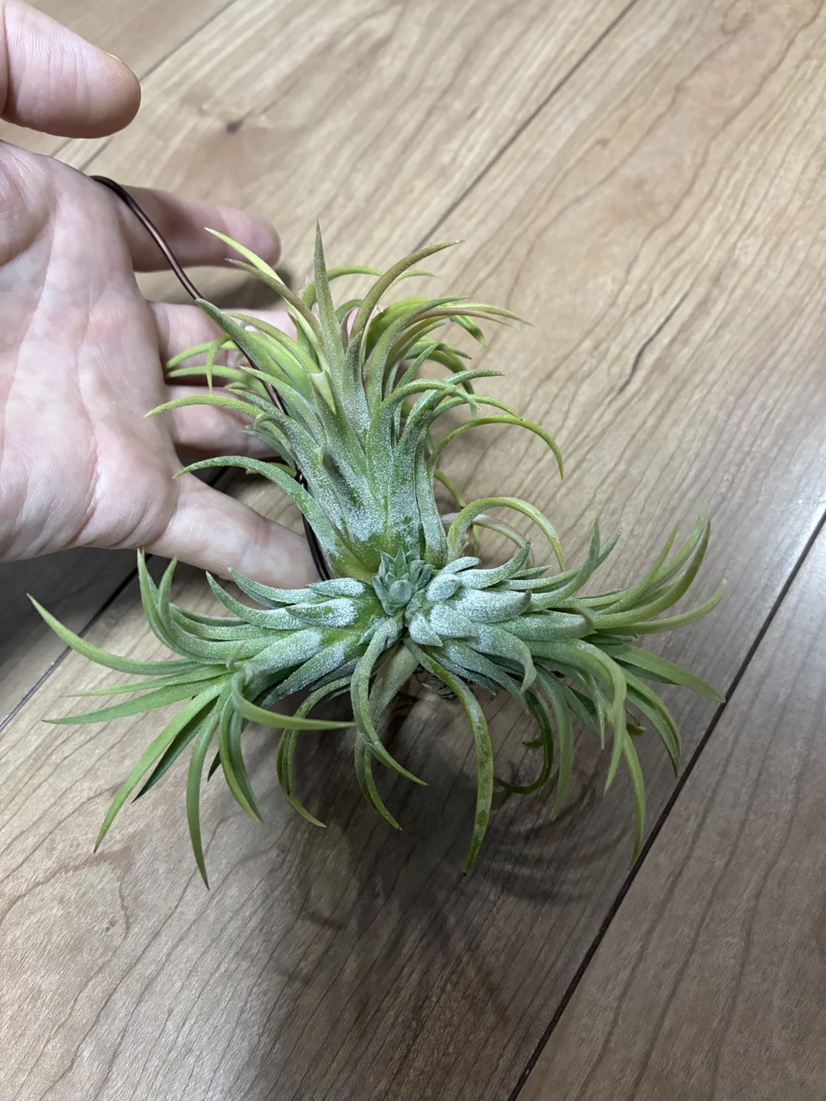 変なイオナンタ　子株