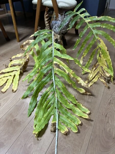 ドリナリア クエルシフォリア