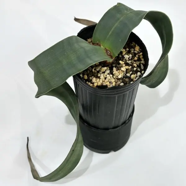 ウェルウィッチア　ミラビリス　珍奇植物