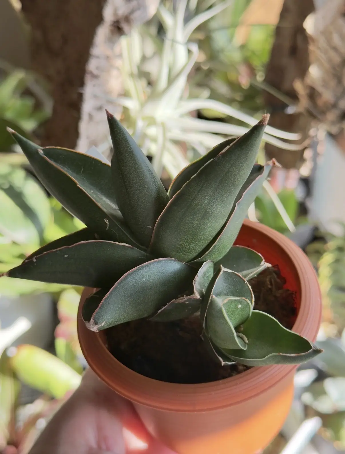 サンスベリア コンニチワ サンセベリア