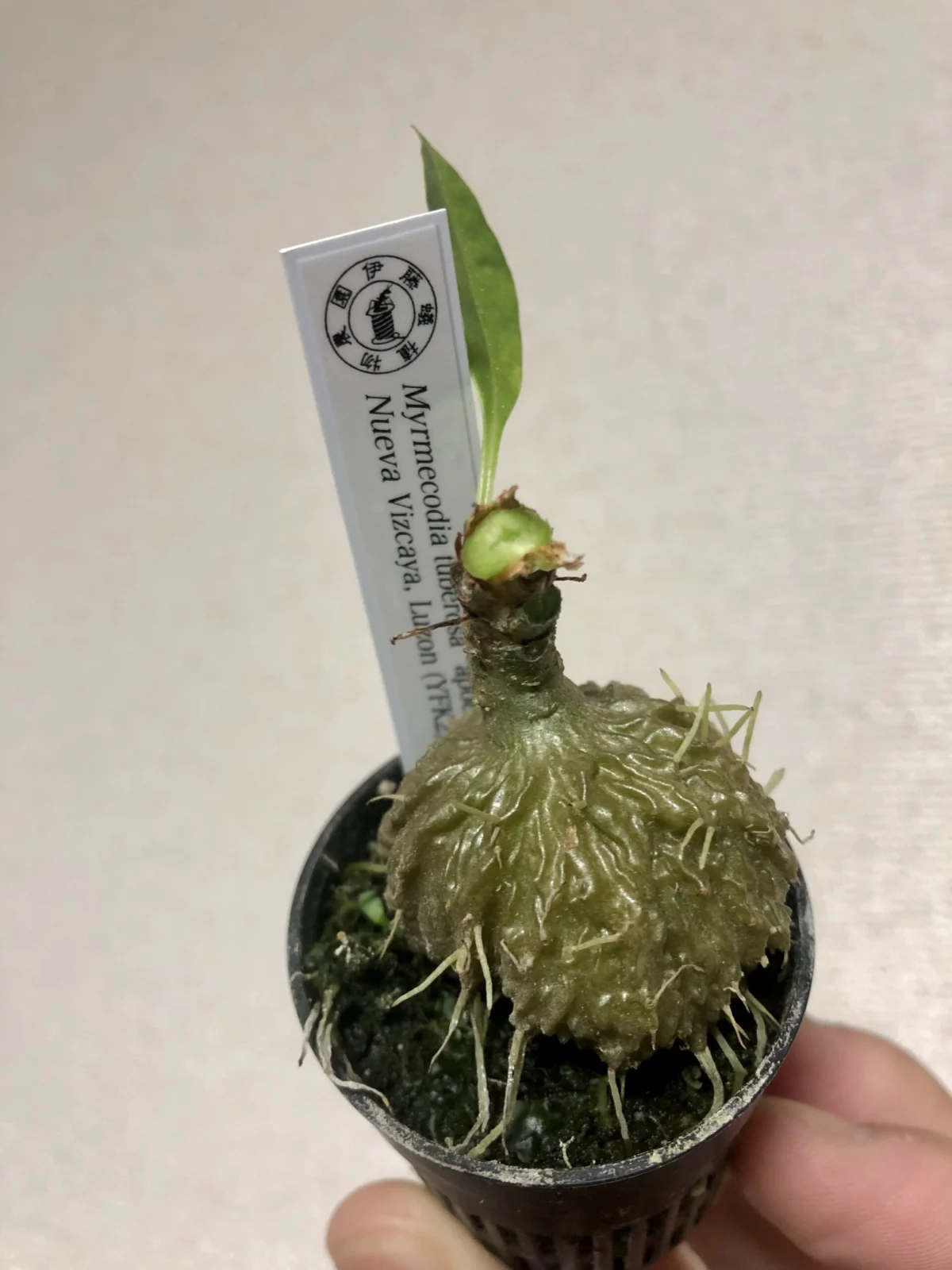 ミルメコディア　ツベローサ