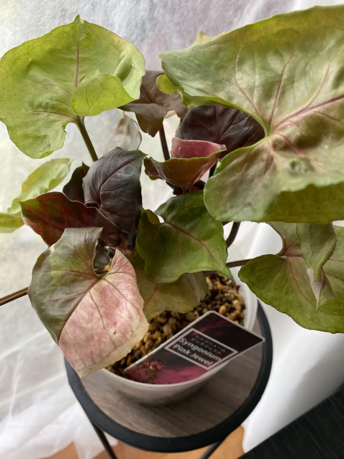 シンゴニウム　ピンクジュエル