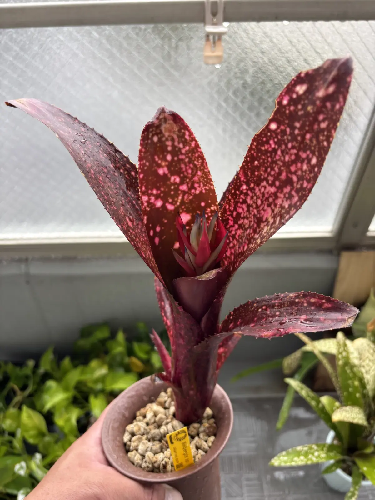 ビルベルギア　札落ち　赤