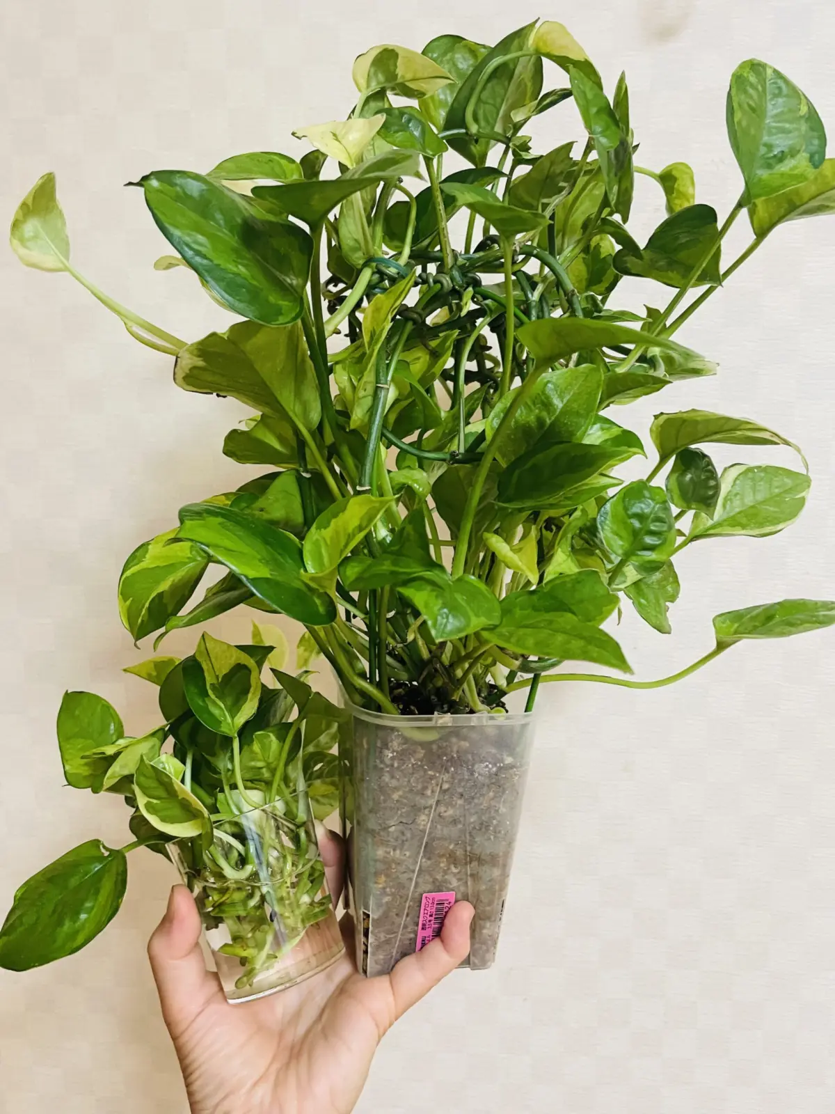 ポトス　エメラルド　剪定　挿木