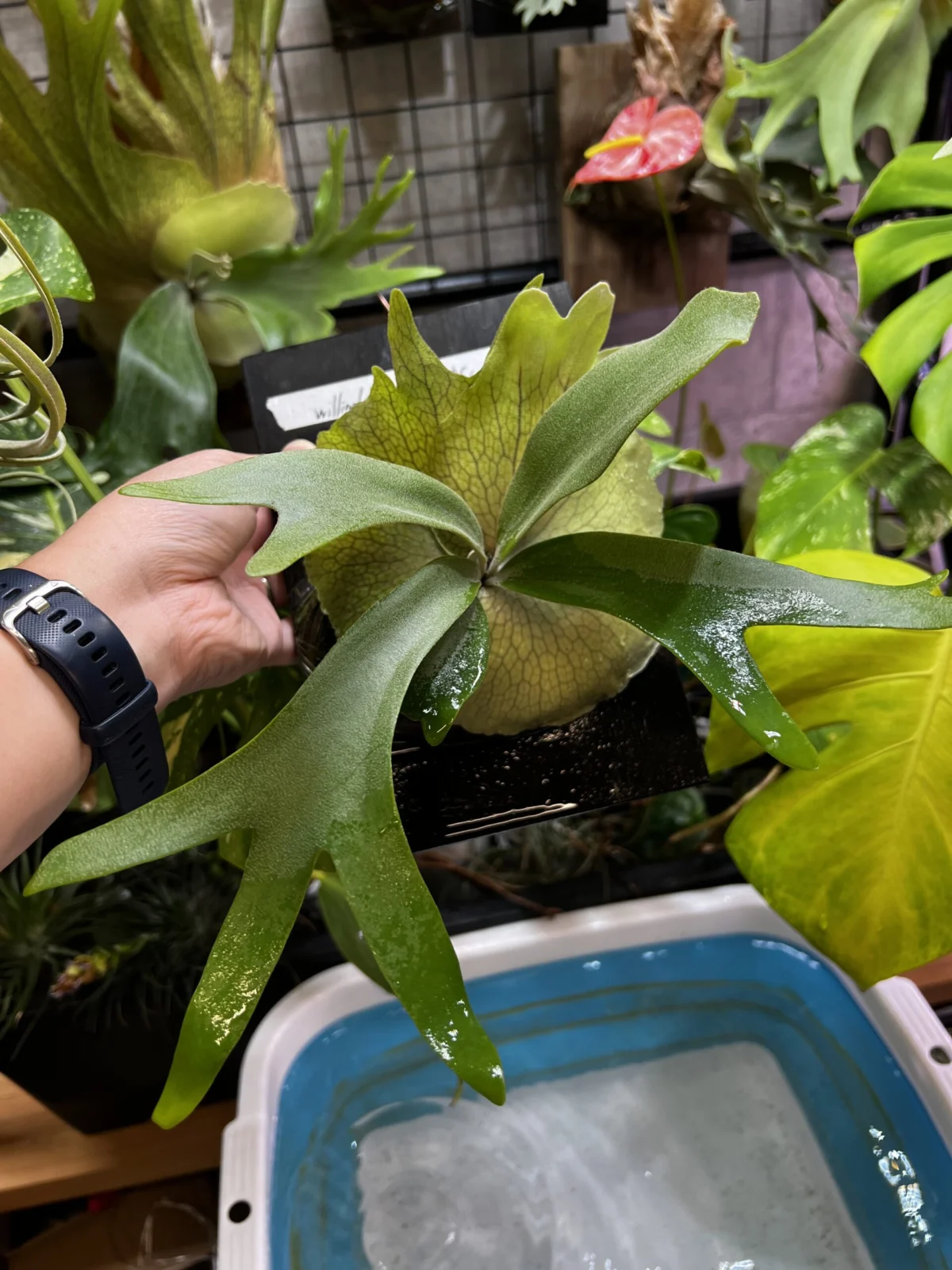 ビカクシダ ウィリンキー コンパクト