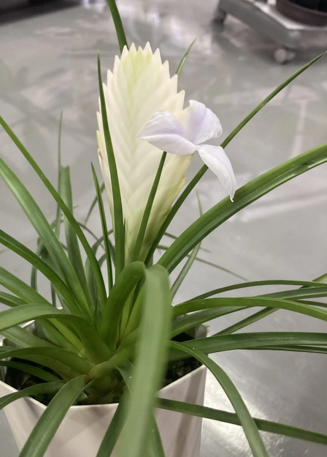 ワリシア キアネア ピュアホワイト