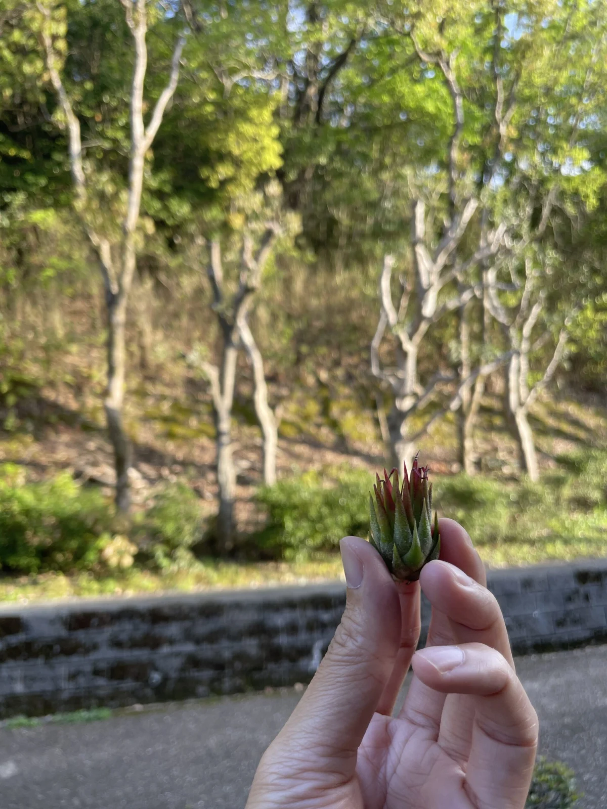 ティランジア　イオナンタ　