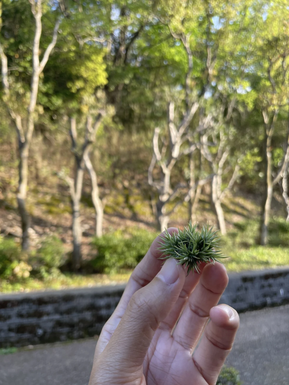 ティランジア　フンキアナ　レクルバータ　× イオナンタ　ルブラ