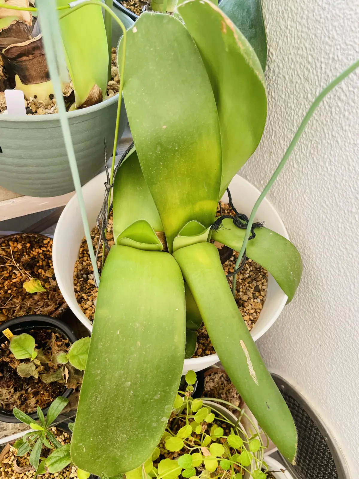 マユハケオモト