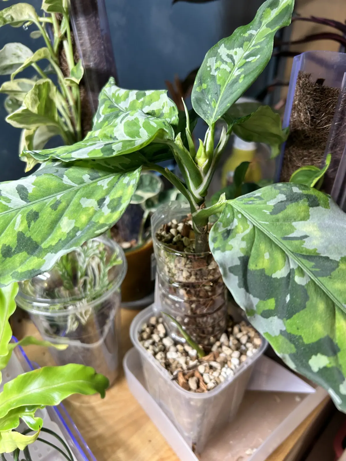 アグラオネマ　ピクタム　トリカラー