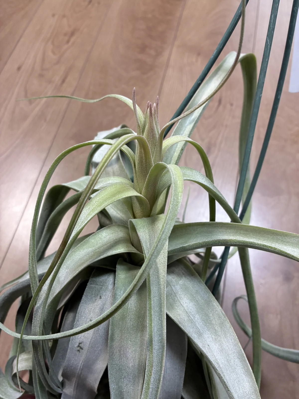 ストレプトフィラ　花芽？花茎？